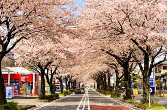 秦野・渋沢ってどんな街！？