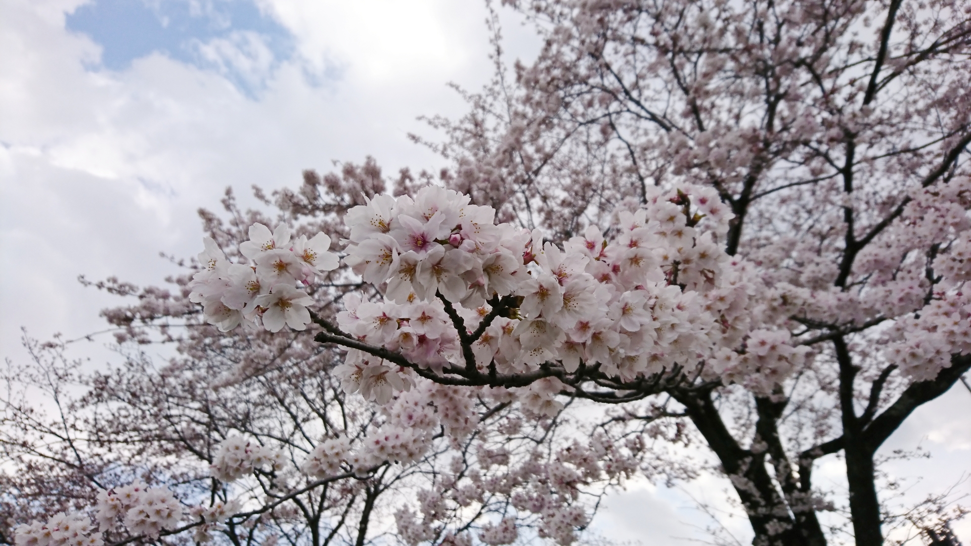 秦野の桜|秦野市の桜は神奈川県内でも有名です。4月はお花見しませんか？