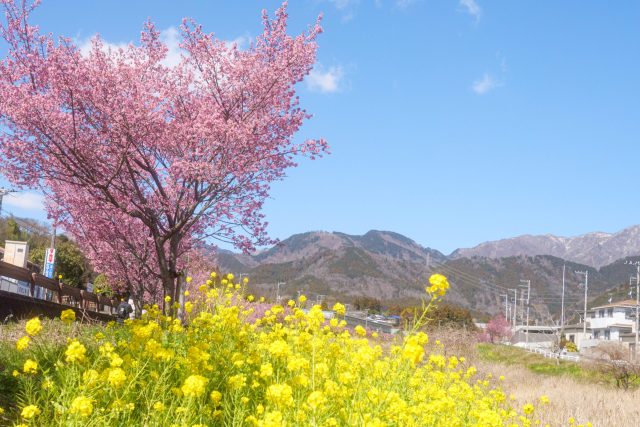 秦野市の新着情報